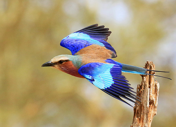 Lilac breasted roller