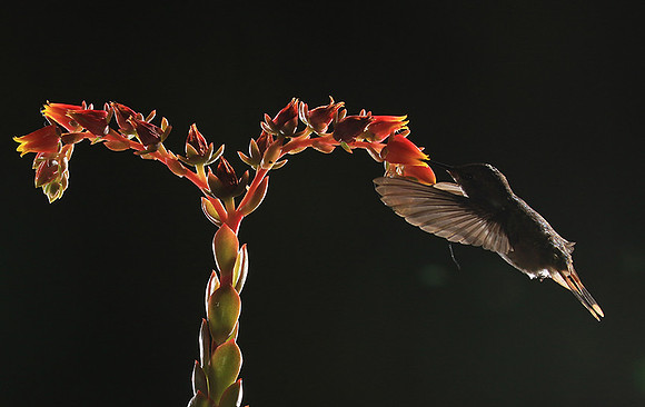 Volcano humming bird