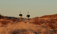 Damaraland