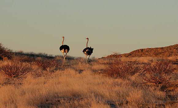 Damaraland