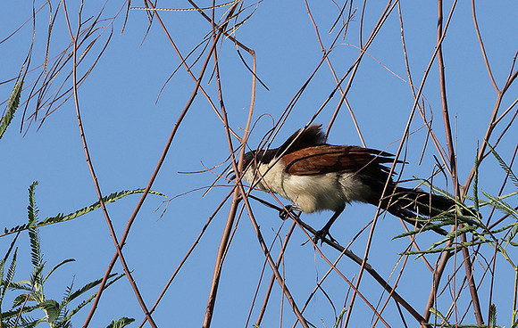 Coppery-tailed coucal - Delta of Okavango