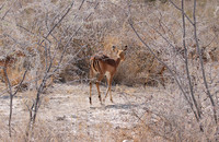 Black-faced impala - Etosha