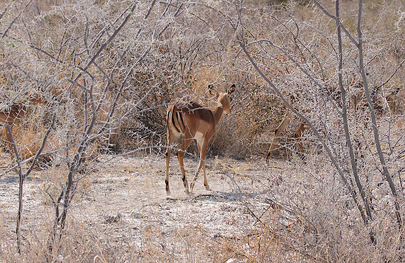 Black-faced impala - Etosha