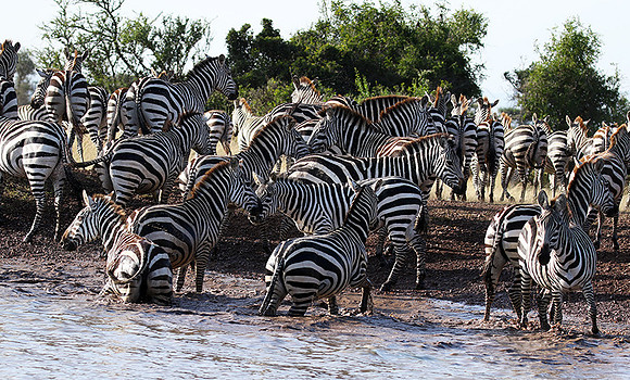 Serengeti - Grumeti Private Reserve