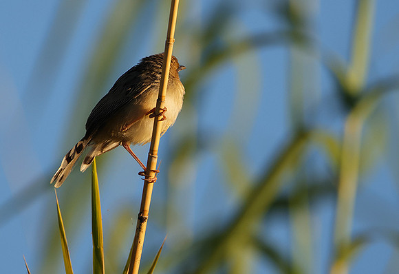 Golden-headed cisticola - Delta of Okavango