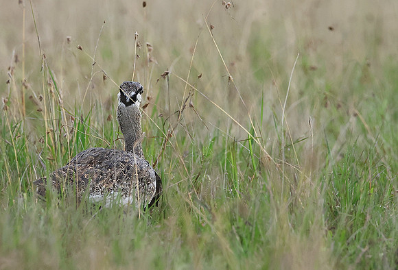 Black-bellied bustard - Borana