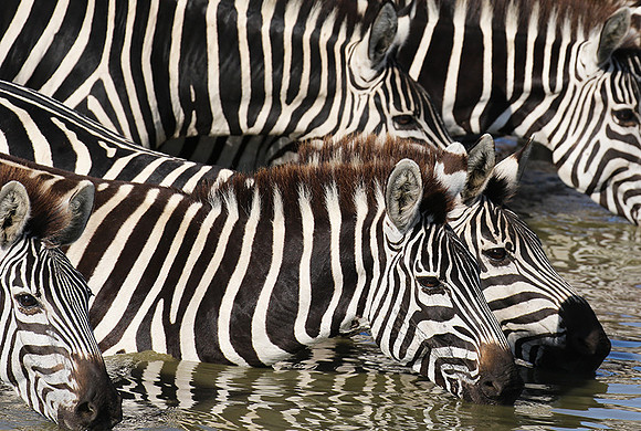 Serengeti - Grumeti Private Reserve