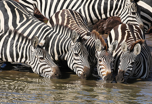Serengeti - Grumeti Private Reserve