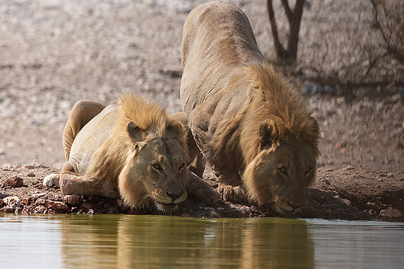 Ongava Private Reserve