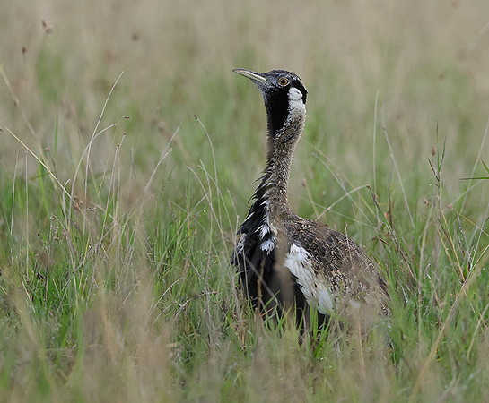 Black-bellied bustard - Borana