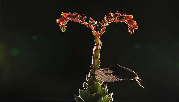 Volcano humming bird