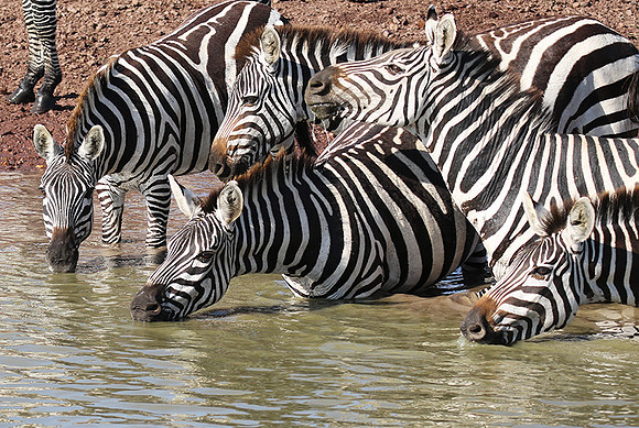 Serengeti - Grumeti Private Reserve