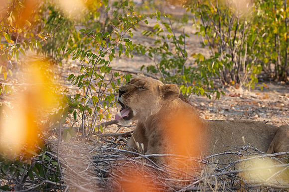 Ongava Private Reserve