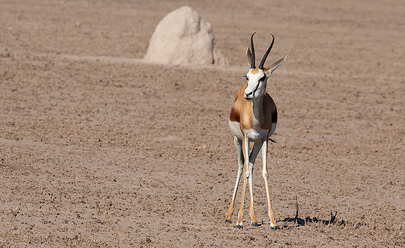 Nxai Pan