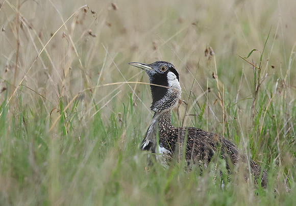 Black-bellied bustard - Borana
