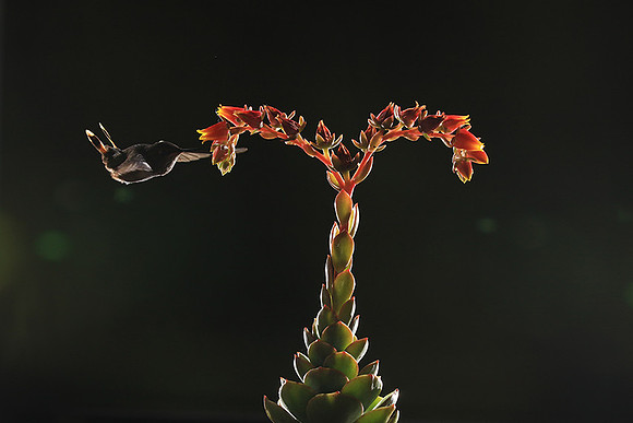 Volcano humming bird