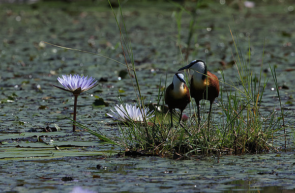 African jacana - Delta Of Okavango