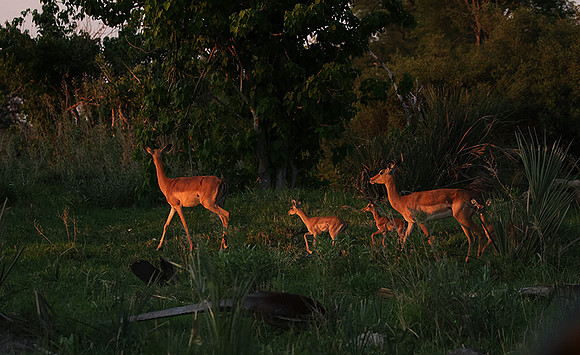 Delta of Okavango