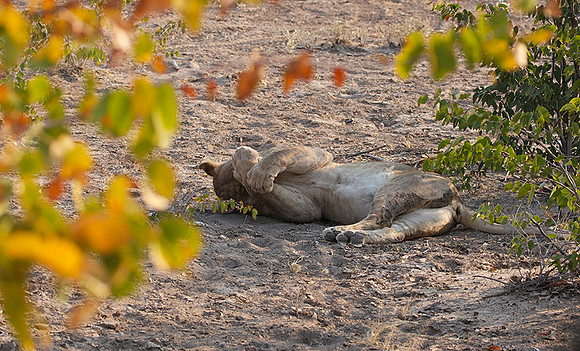 Ongava Private Reserve