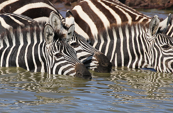 Serengeti - Grumeti Private Reserve