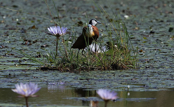 African jacana - Delta Of Okavango