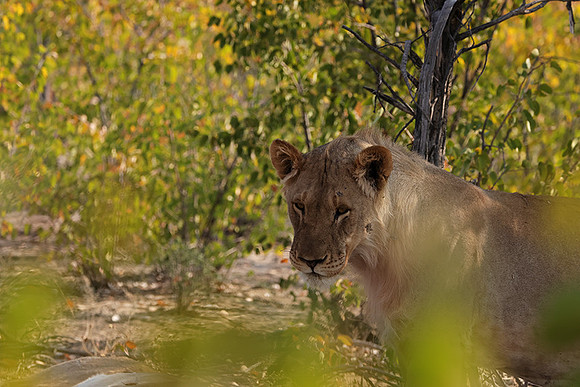 Ongava Private Reserve