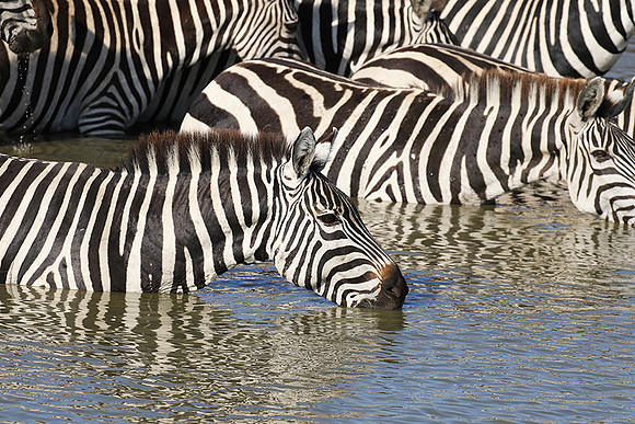 Serengeti - Grumeti Private Reserve