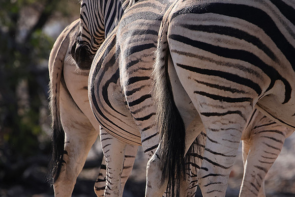 Burchell's zebra - Ongava Private Reserve