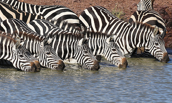 Serengeti - Grumeti Private Reserve