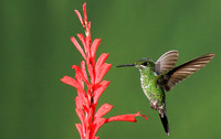 Green-crowned brilliant