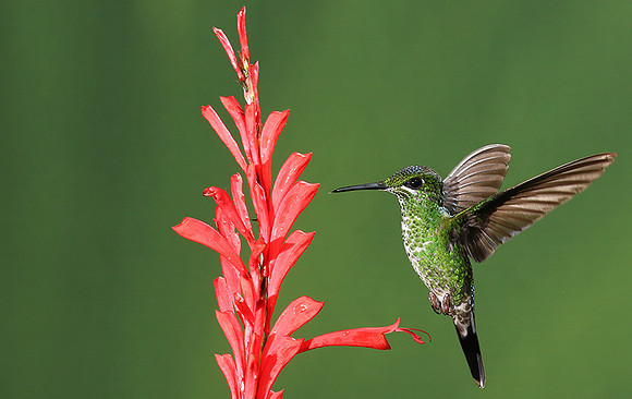 Green-crowned brilliant