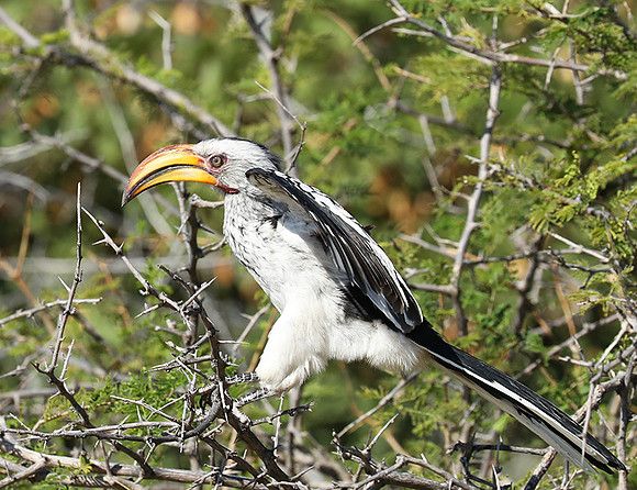 Yellow billed hornbill - Ongava