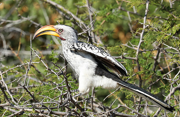 Yellow billed hornbill - Ongava