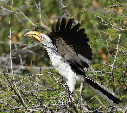 Yellow billed hornbill - Ongava