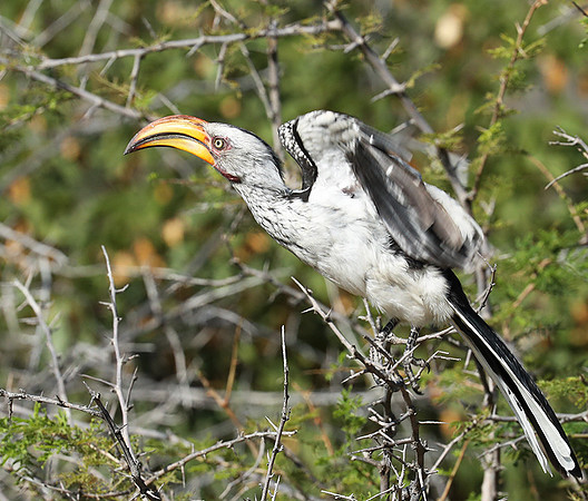 Yellow billed hornbill - Ongava
