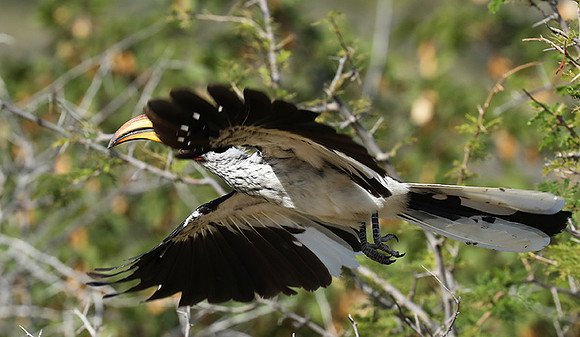 Yellow billed hornbill - Ongava