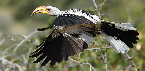 Yellow billed hornbill - Ongava