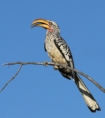 Yellow billed hornbill - Ongava