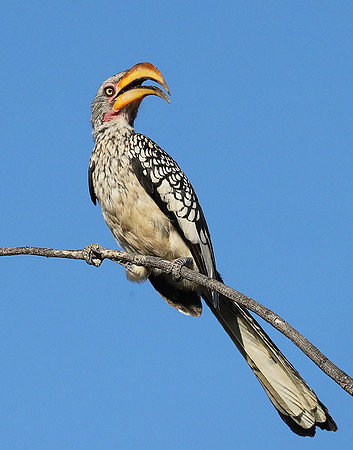 Yellow billed hornbill - Ongava