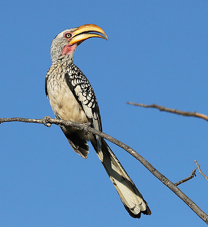 Yellow billed hornbill - Ongava