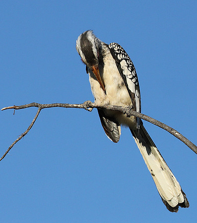 Yellow billed hornbill - Ongava