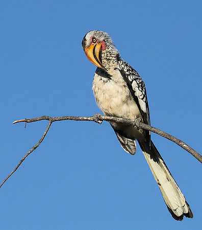 Yellow billed hornbill - Ongava