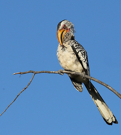 Yellow billed hornbill - Ongava