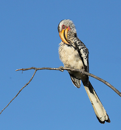 Yellow billed hornbill - Ongava