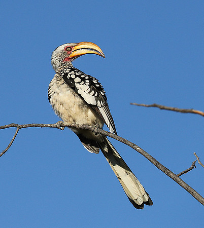 Yellow billed hornbill - Ongava