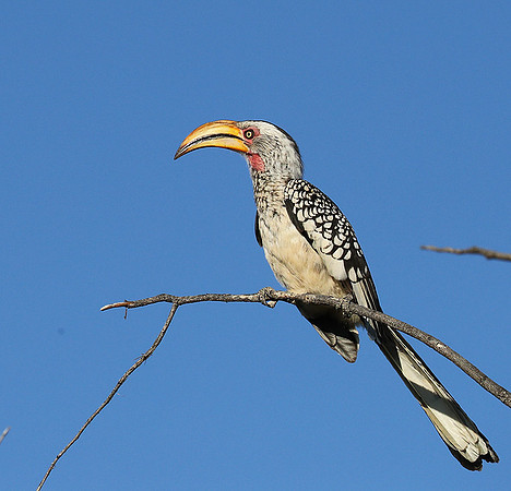 Yellow billed hornbill - Ongava