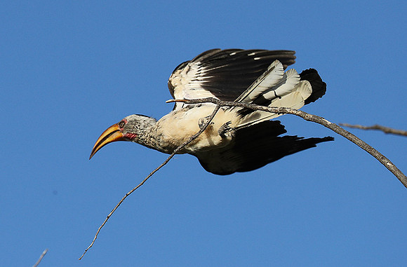 Yellow billed hornbill - Ongava