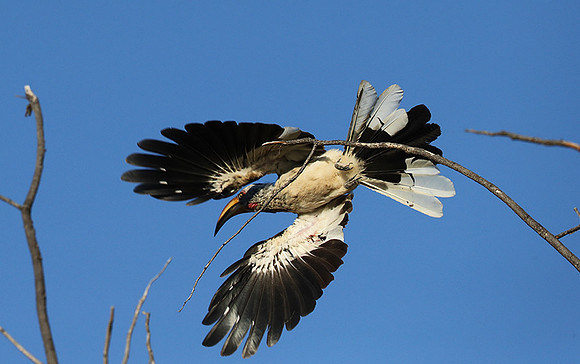 Yellow billed hornbill - Ongava