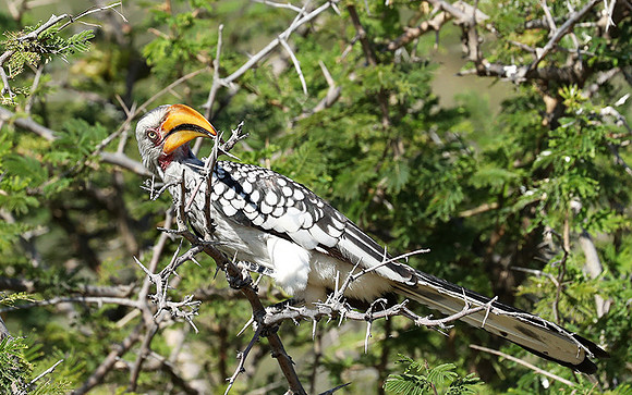Yellow billed hornbill - Ongava
