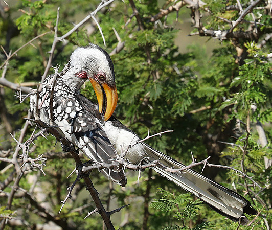 Yellow billed hornbill - Ongava
